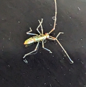 Rayieria sp. (genus) at Phillip, ACT - 31 Mar 2023