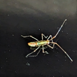 Rayieria sp. (genus) at Phillip, ACT - 31 Mar 2023