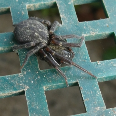 Badumna insignis (Black House Spider) at Belconnen, ACT - 31 Mar 2023 by JohnGiacon