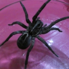 Tasmanicosa sp. (genus) (Tasmanicosa wolf spider) at Belconnen, ACT - 27 Mar 2023 by JohnGiacon