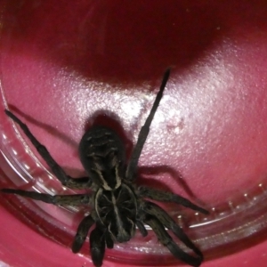 Tasmanicosa sp. (genus) at Belconnen, ACT - 27 Mar 2023