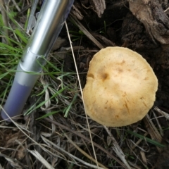 Unverified Fungus at Belconnen, ACT - 27 Mar 2023 by JohnGiacon