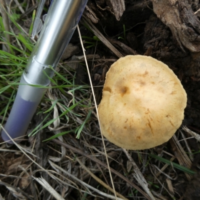 Unidentified Fungus at Belconnen, ACT - 27 Mar 2023 by JohnGiacon