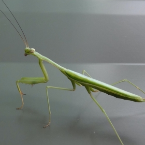 Pseudomantis albofimbriata at Belconnen, ACT - 26 Mar 2023