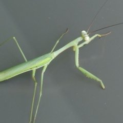 Pseudomantis albofimbriata at Belconnen, ACT - 26 Mar 2023