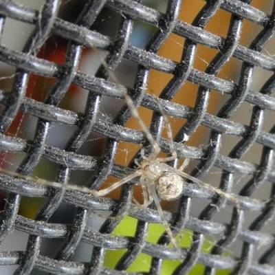 Cryptachaea gigantipes (White porch spider) at Flea Bog Flat to Emu Creek Corridor - 26 Mar 2023 by JohnGiacon