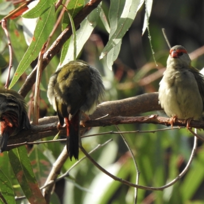 Neochmia temporalis (Red-browed Finch) at Wangaratta, VIC - 21 Mar 2023 by GlossyGal