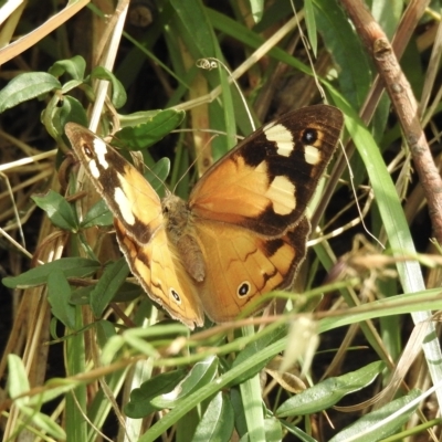 Heteronympha merope (Common Brown Butterfly) at Tremont, VIC - 22 Mar 2023 by GlossyGal