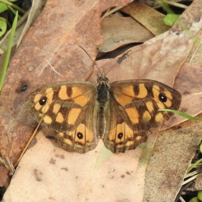 Geitoneura klugii (Marbled Xenica) at Tremont, VIC - 22 Mar 2023 by GlossyGal