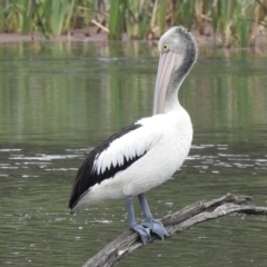 Pelecanus conspicillatus (Australian Pelican) at Wheelers Hill, VIC - 24 Mar 2023 by GlossyGal