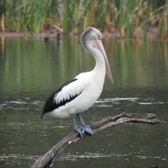 Pelecanus conspicillatus at Wheelers Hill, VIC - 24 Mar 2023 01:58 PM