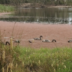 Cygnus atratus (Black Swan) at Wheelers Hill, VIC - 24 Mar 2023 by GlossyGal