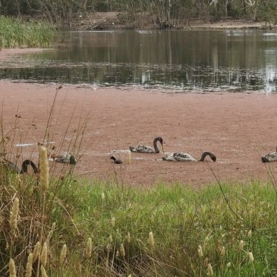 Cygnus atratus (Black Swan) at Wheelers Hill, VIC - 24 Mar 2023 by GlossyGal