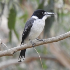 Cracticus torquatus (Grey Butcherbird) at Tremont, VIC - 22 Mar 2023 by GlossyGal