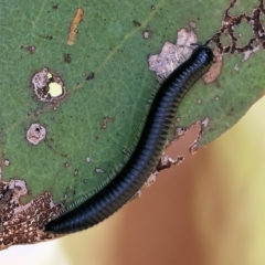 Unidentified Millipede (Diplopoda) at Wodonga, VIC - 31 Mar 2023 by KylieWaldon