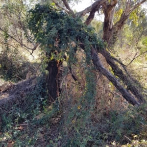 Passiflora caerulea at Campbell, ACT - 28 Mar 2023