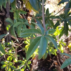 Passiflora caerulea at Campbell, ACT - 28 Mar 2023