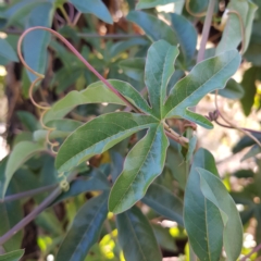 Passiflora caerulea at Campbell, ACT - 28 Mar 2023 09:35 AM