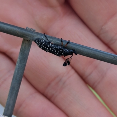 Rhipicera (Agathorhipis) femorata (Feather-horned beetle) at North Albury, NSW - 1 Apr 2023 by Darcy