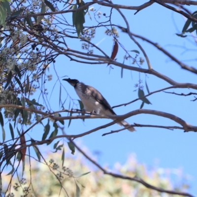 Philemon corniculatus (Noisy Friarbird) at Aranda Bushland - 23 Mar 2023 by HappyWanderer