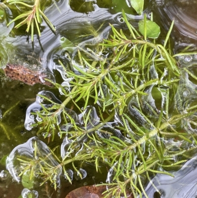 Myriophyllum lophatum (Crested Water-milfoil) at Tennent, ACT - 30 Mar 2023 by JaneR