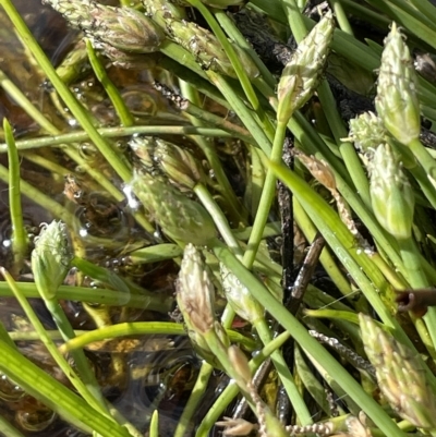 Isolepis crassiuscula (Alpine Club-rush) at Tennent, ACT - 31 Mar 2023 by JaneR