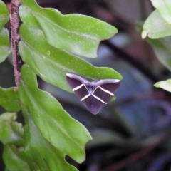 Unidentified Moth (Lepidoptera) at Avoca, QLD - 17 Feb 2023 by Gaylesp8