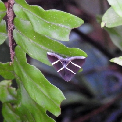 Unidentified Moth (Lepidoptera) at Avoca, QLD - 17 Feb 2023 by Gaylesp8