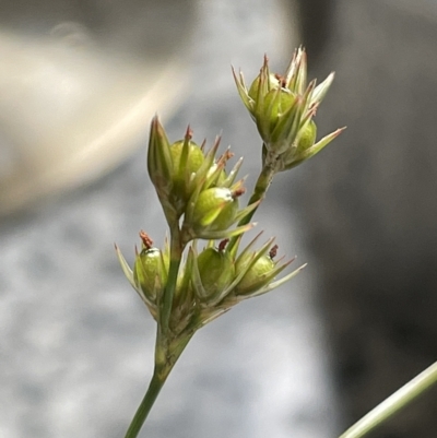 Juncus tenuis (Slender Rush) at Tennent, ACT - 31 Mar 2023 by JaneR