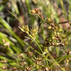 Juncus tenuis at Tennent, ACT - 31 Mar 2023