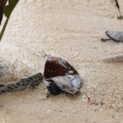 Unidentified Fish at Woodgate, QLD - 2 Sep 2022 by Gaylesp8