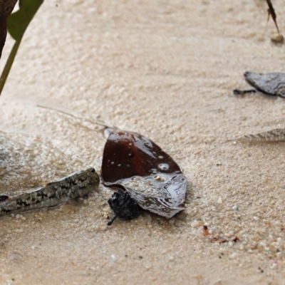 Unidentified Fish at Woodgate, QLD - 2 Sep 2022 by Gaylesp8