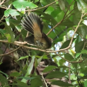 Rhipidura rufifrons at Acton, ACT - 2 Apr 2023