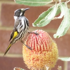 Phylidonyris novaehollandiae (New Holland Honeyeater) at Acton, ACT - 2 Apr 2023 by TomW