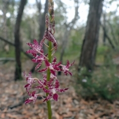 Dipodium variegatum (Blotched Hyacinth Orchid) at Woodgate, QLD - 2 Sep 2022 by Gaylesp8