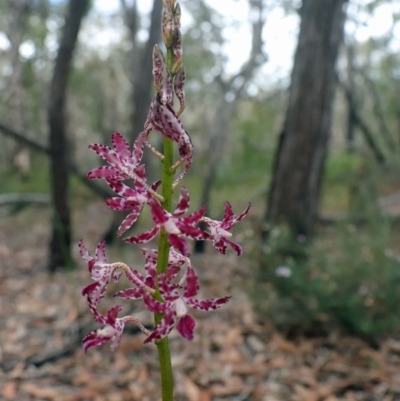 Dipodium variegatum (Blotched Hyacinth Orchid) at Woodgate, QLD - 2 Sep 2022 by Gaylesp8