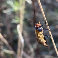 Chorista australis (Autumn scorpion fly) at Googong, NSW - 2 Apr 2023 by Wandiyali