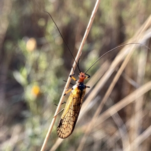 Chorista australis at Googong, NSW - suppressed