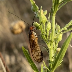 Chorista australis at Googong, NSW - 2 Apr 2023