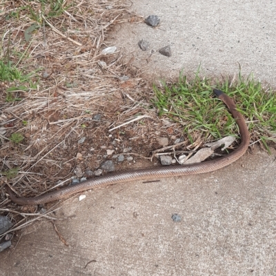 Parasuta dwyeri (Dwyer's Black-headed Snake) at Bonner, ACT - 25 Mar 2023 by Kaali