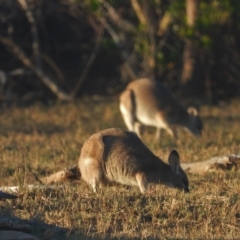 Macropus agilis (Agile Wallaby) at Guthalungra, QLD - 22 Aug 2019 by TerryS