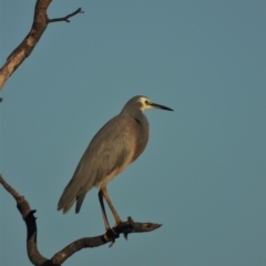 Egretta novaehollandiae (White-faced Heron) at Guthalungra, QLD - 22 Aug 2019 by TerryS