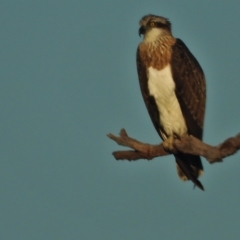Pandion haliaetus (Osprey) at Guthalungra, QLD - 23 Aug 2019 by TerryS