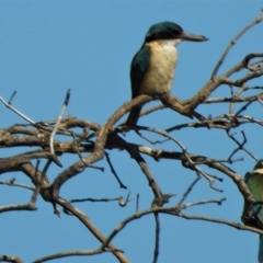 Todiramphus sanctus (Sacred Kingfisher) at Guthalungra, QLD - 23 Aug 2019 by TerryS