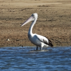 Pelecanus conspicillatus (Australian Pelican) at Guthalungra, QLD - 23 Aug 2019 by TerryS