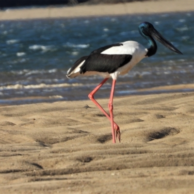 Ephippiorhynchus asiaticus (Black-necked Stork) at Guthalungra, QLD - 23 Aug 2019 by TerryS