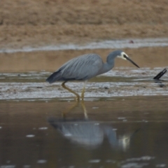 Egretta novaehollandiae (White-faced Heron) at Guthalungra, QLD - 23 Aug 2019 by TerryS