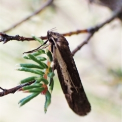 Philobota stella (A concealer moth) at Aranda Bushland - 30 Mar 2023 by CathB