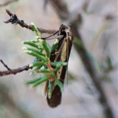 Philobota stella at Aranda, ACT - 30 Mar 2023 02:49 PM