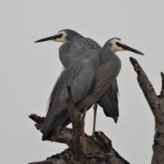 Egretta novaehollandiae (White-faced Heron) at Guthalungra, QLD - 23 Aug 2019 by TerryS